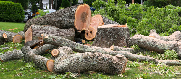 How Our Tree Care Process Works  in  Duncan Falls, OH