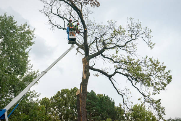 Best Tree Disease Treatment  in Duncan Falls, OH