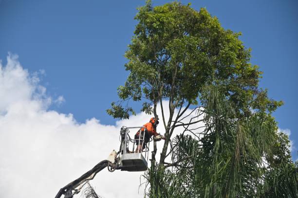 Best Hedge Trimming  in Duncan Falls, OH